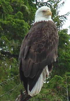 Bald Eagle